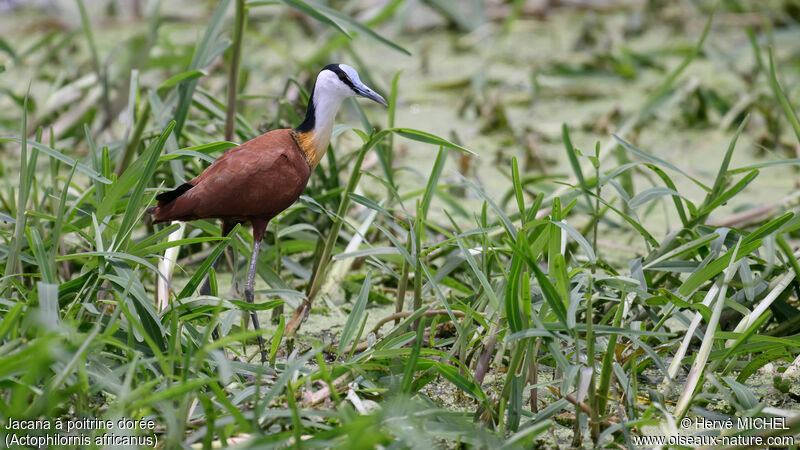 Jacana à poitrine dorée