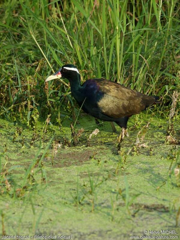 Bronze-winged Jacana