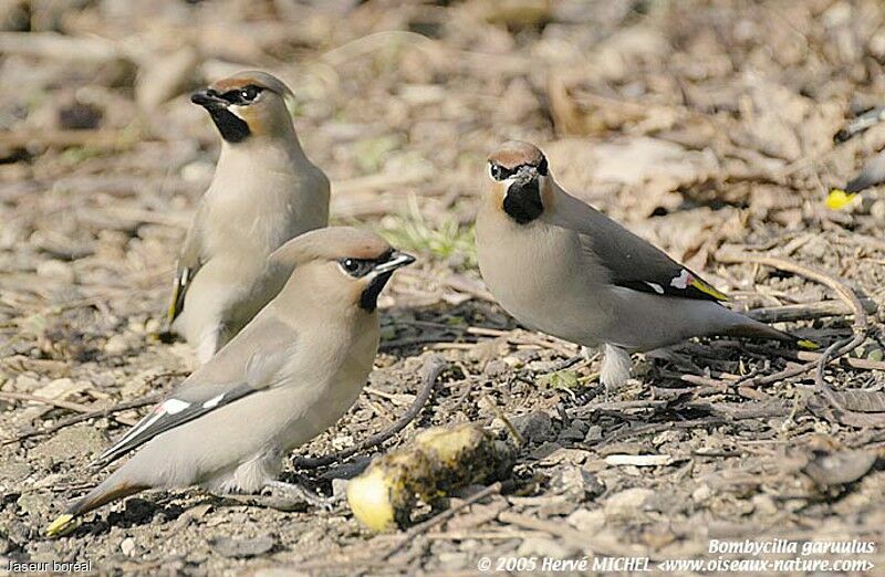 Bohemian Waxwing