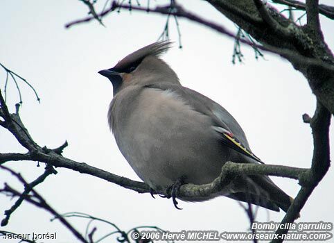 Bohemian Waxwing