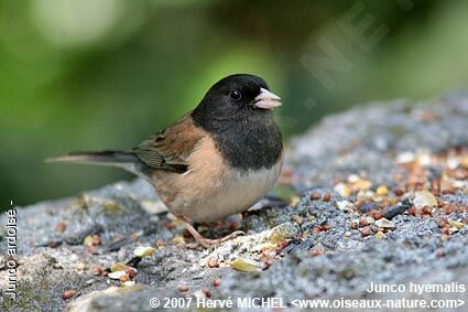 Dark-eyed Junco male adult breeding