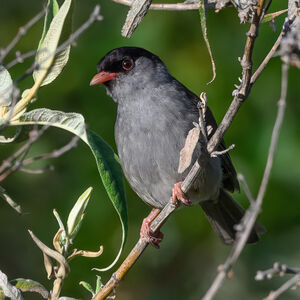 Lioptile à calotte noire