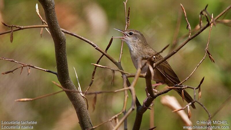 Common Grasshopper Warbler male adult breeding