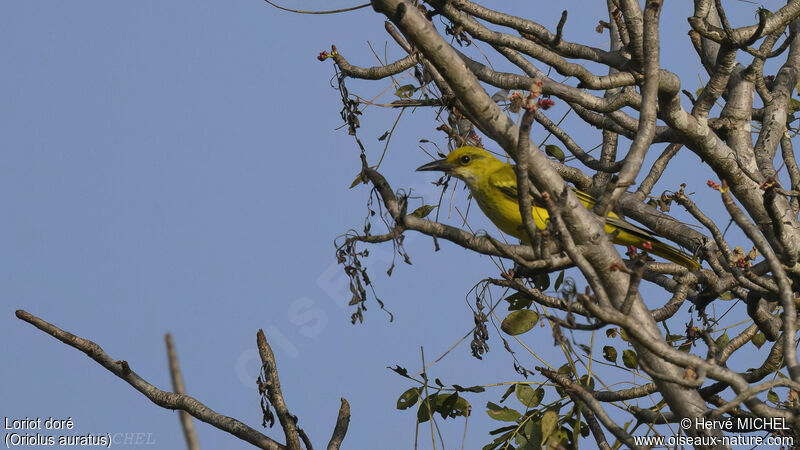 African Golden Oriole female