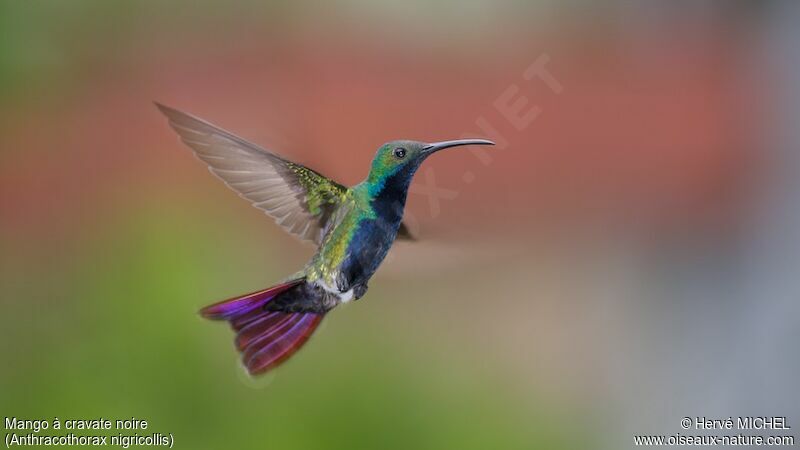 Black-throated Mango male adult