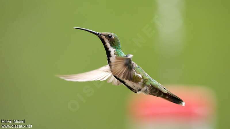 Black-throated Mango female adult, identification