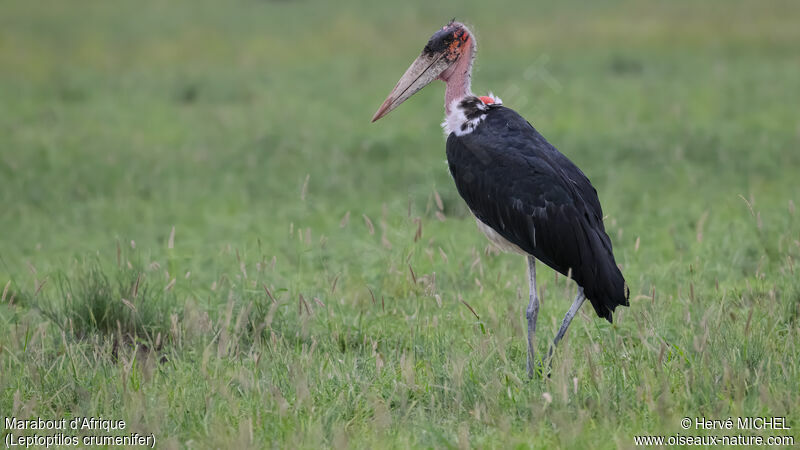 Marabou Stork