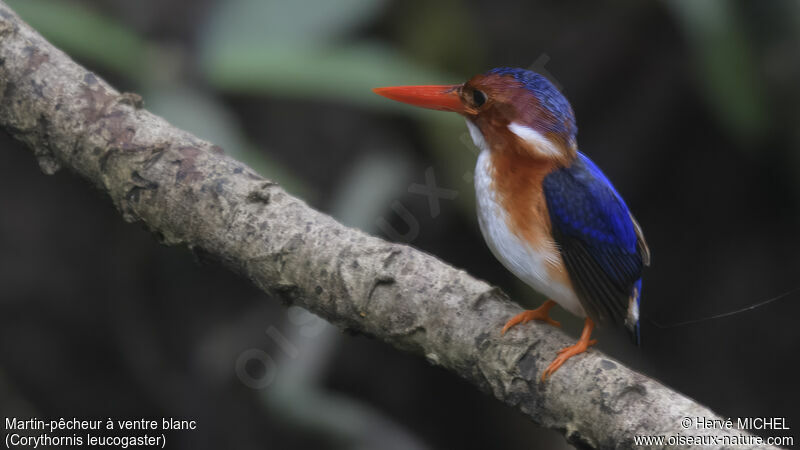 White-bellied Kingfisher