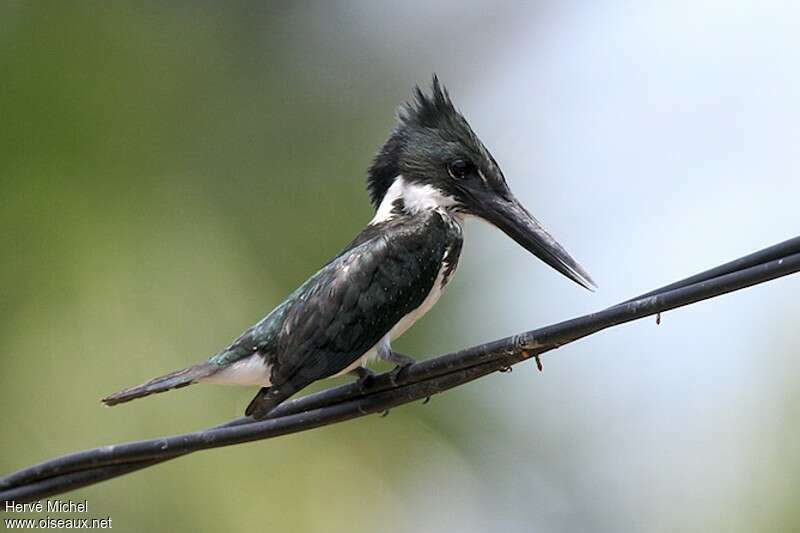 Martin-pêcheur d'Amazonie femelle immature, identification