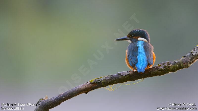 Common Kingfisher