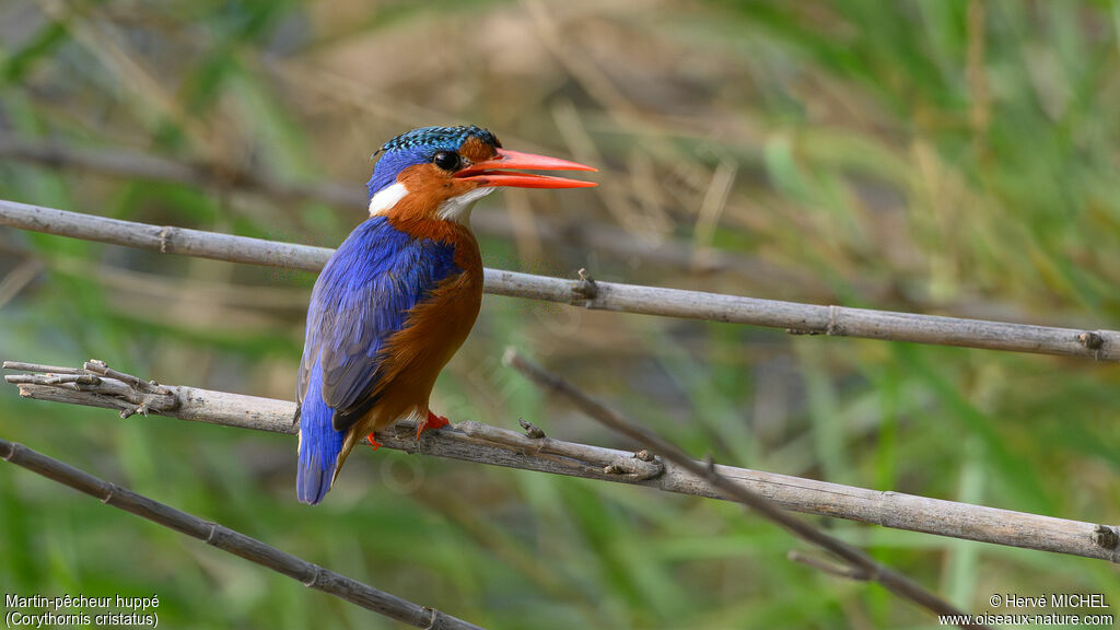 Martin-pêcheur huppé