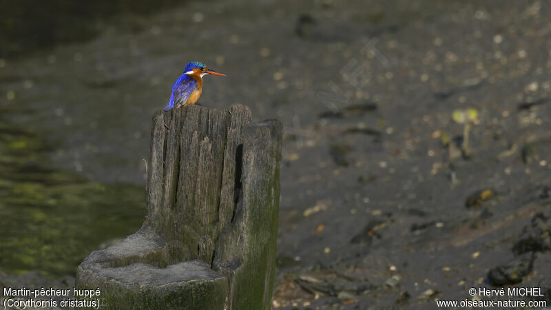 Malachite Kingfisher