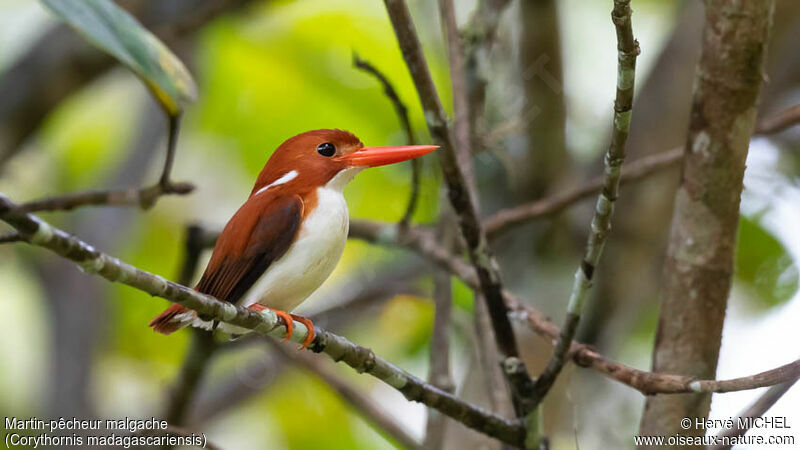 Madagascar Pygmy Kingfisheradult