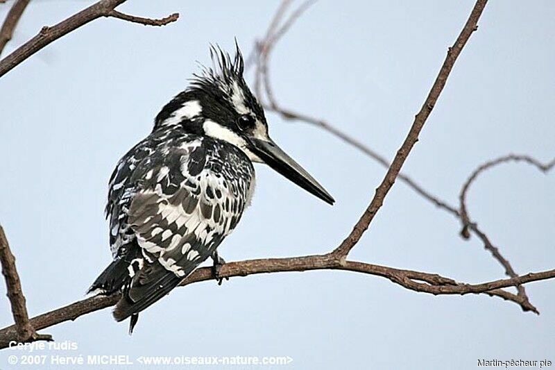 Pied Kingfisher