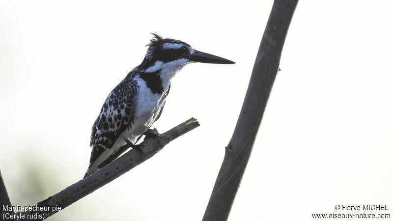 Pied Kingfisher