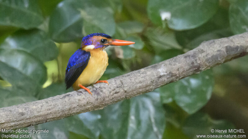 African Pygmy Kingfisher