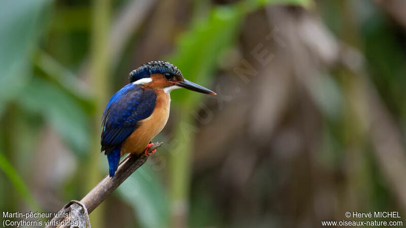 Malagasy Kingfisheradult