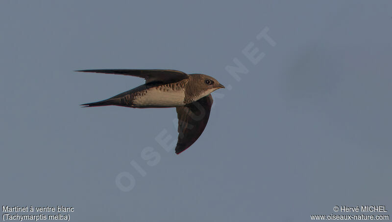 Alpine Swiftadult breeding, identification