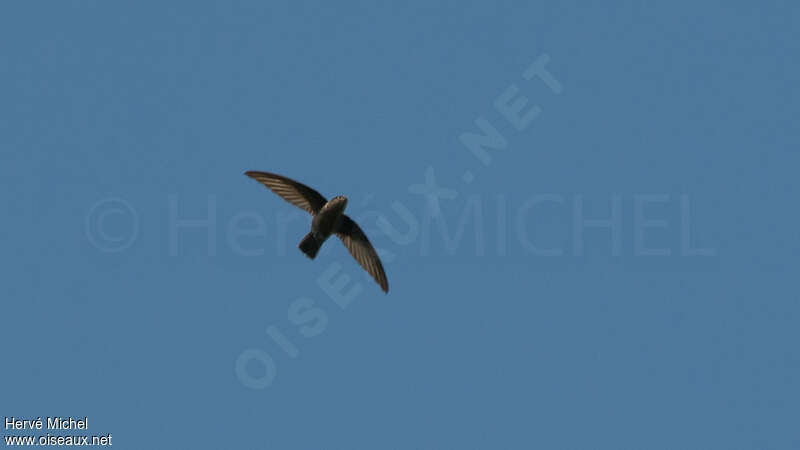 Lesser Antillean Swift, identification