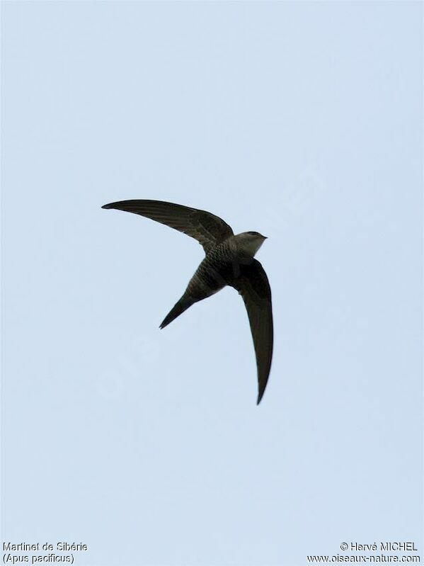 Pacific Swiftadult breeding