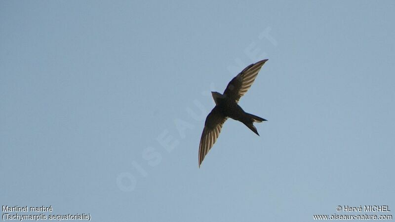 Mottled Swift