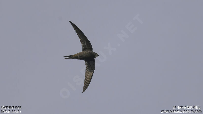 Common Swift