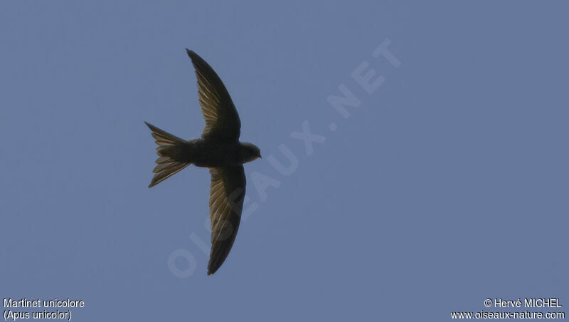 Plain Swift