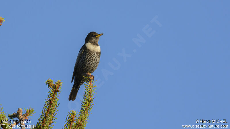 Ring Ouzel male adult breeding