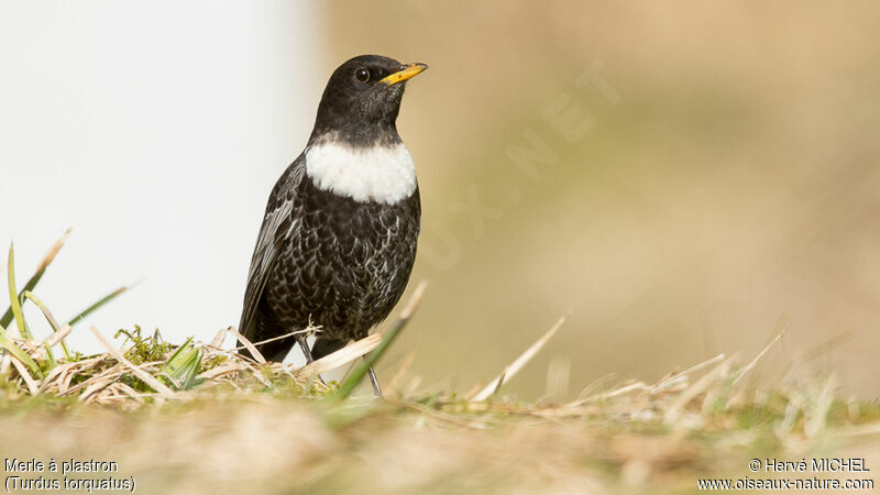 Ring Ouzel male adult breeding