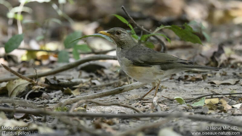 African Thrush