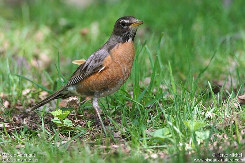 American Robin female adult breeding