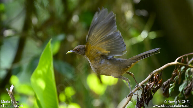 Clay-colored Thrush