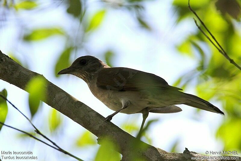 Merle leucomèle femelle immature, identification