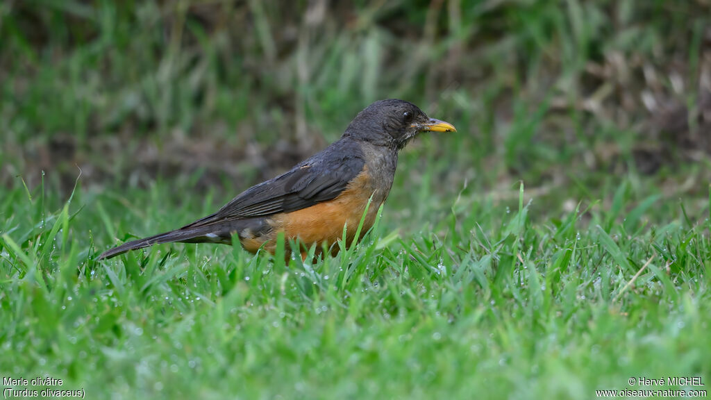 Merle olivâtreadulte