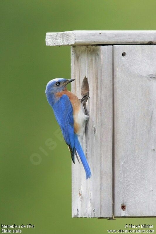 Eastern Bluebird male adult breeding