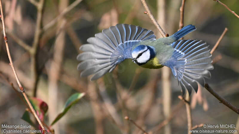 Eurasian Blue Tit