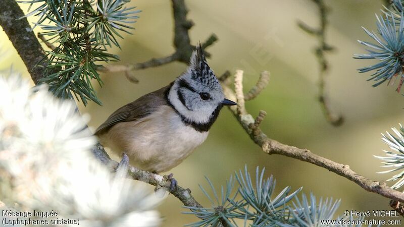 Mésange huppée