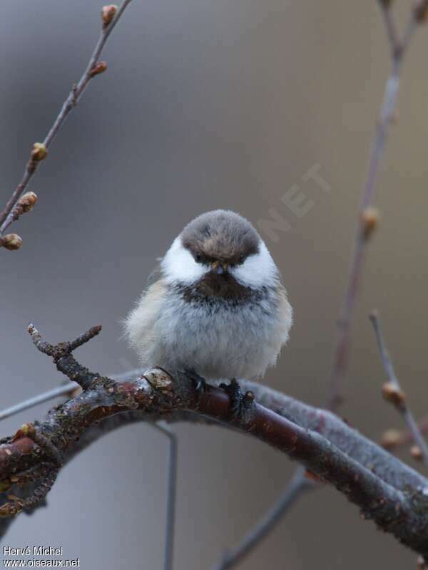 Mésange laponeadulte, portrait