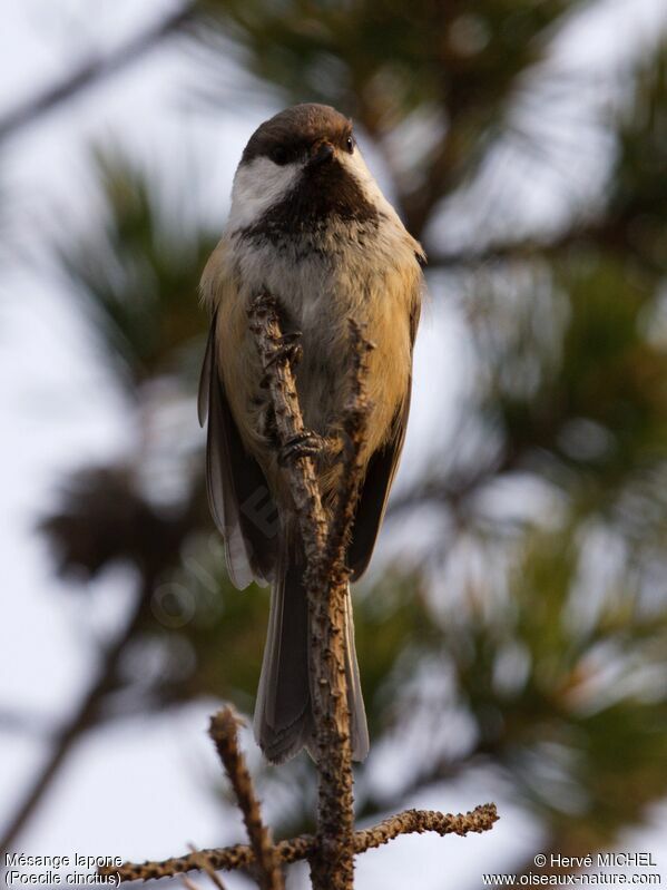 Mésange laponeadulte