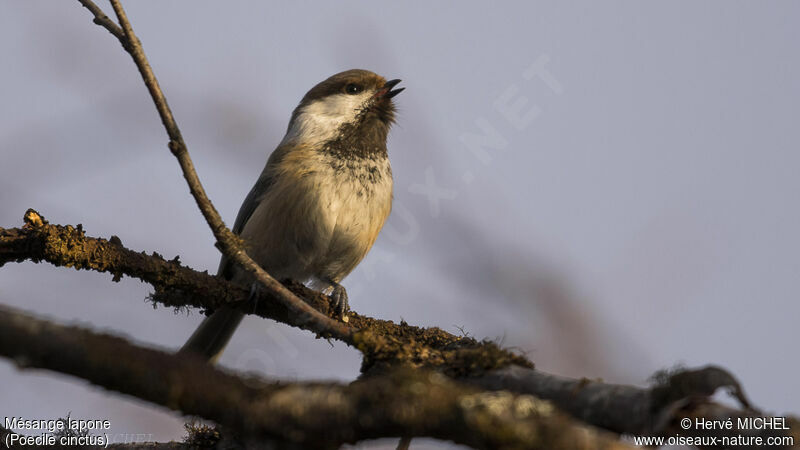 Grey-headed Chickadee male adult