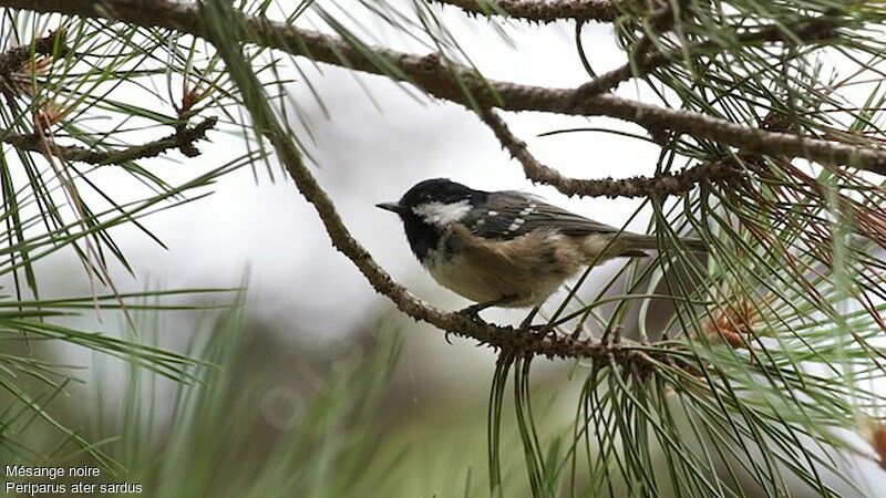 Coal Tit, identification