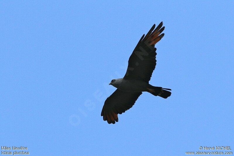 Plumbeous Kiteadult, Flight