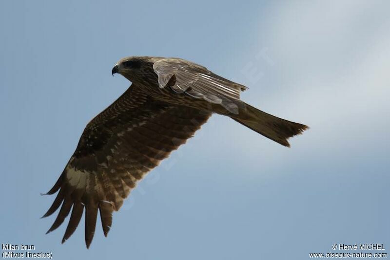 Black Kite (lineatus)