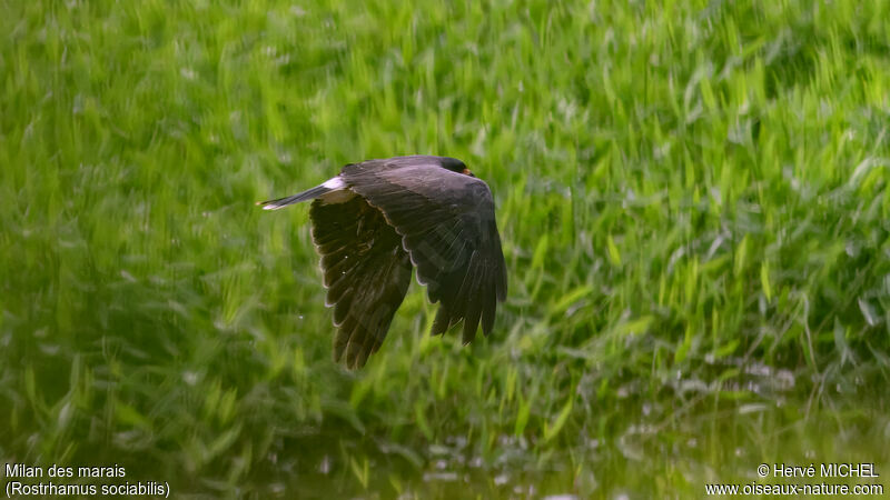 Snail Kite