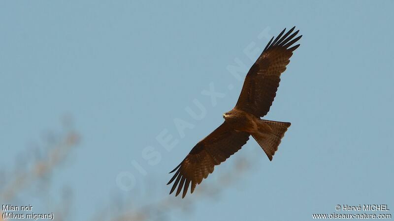 Black Kite