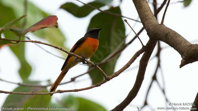 Small Minivet male adult