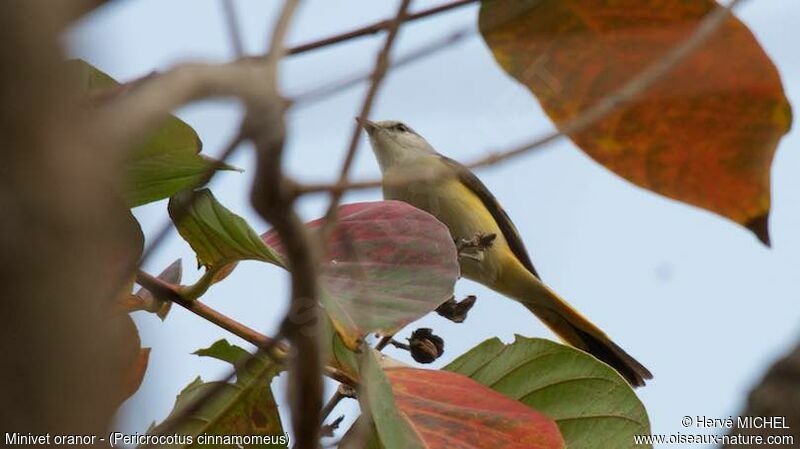 Small Minivet female adult