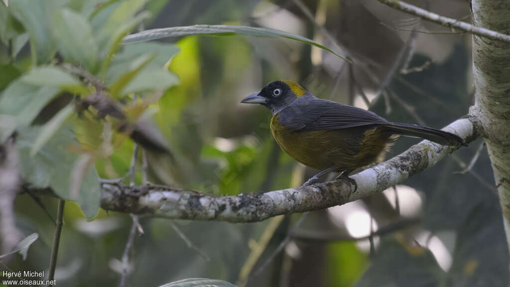 Dusky-faced Tanager
