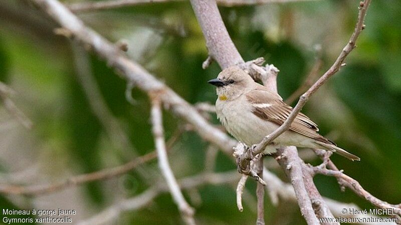 Moineau à gorge jaune mâle adulte nuptial