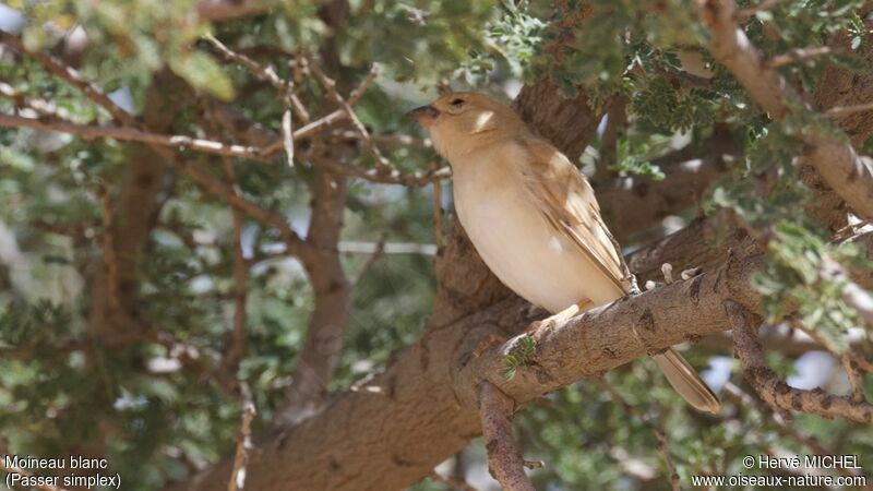 Desert Sparrow female